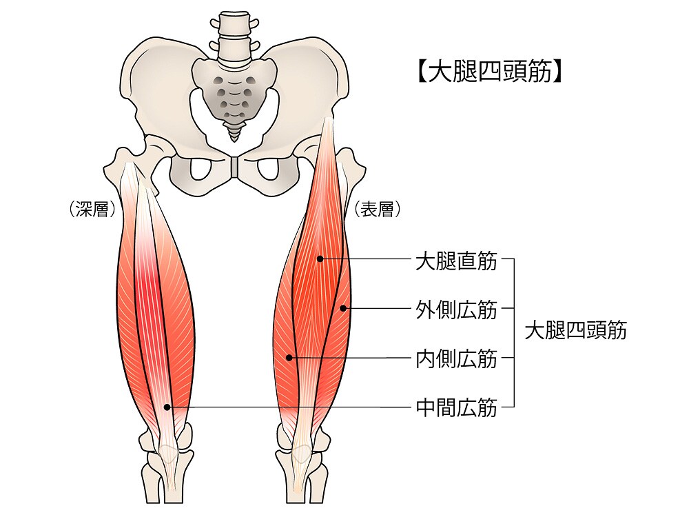 大腿四頭筋