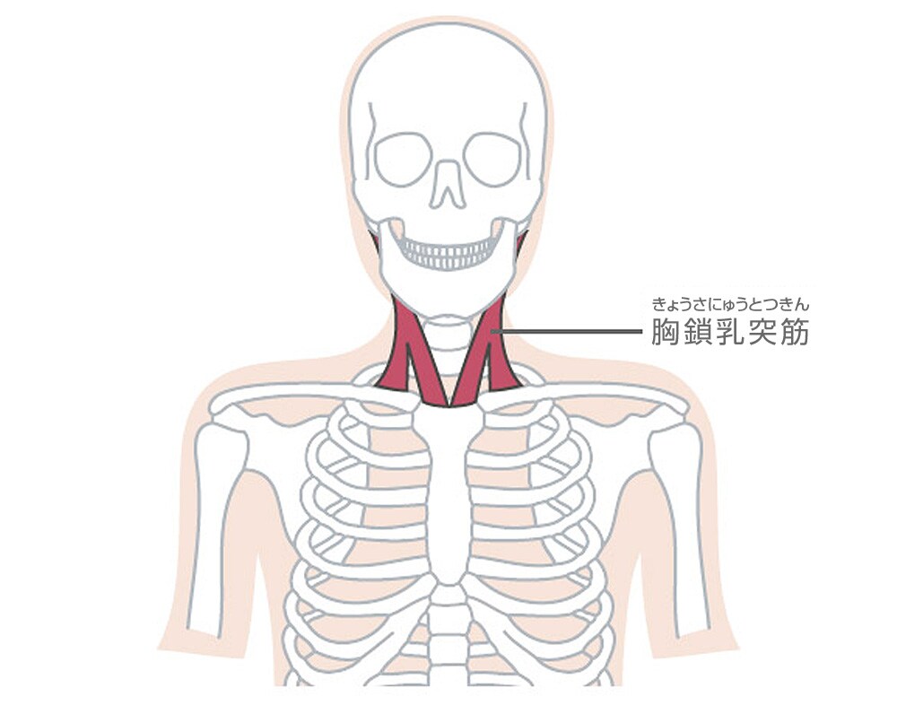 胸鎖乳突筋