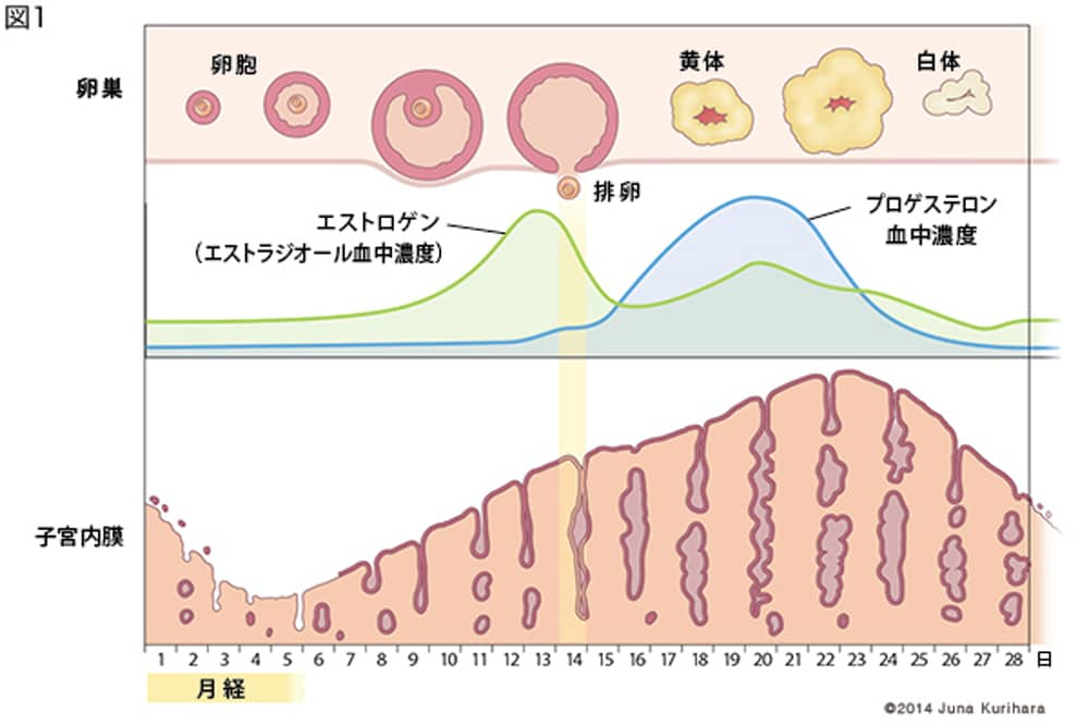 お腹が張る 排卵日