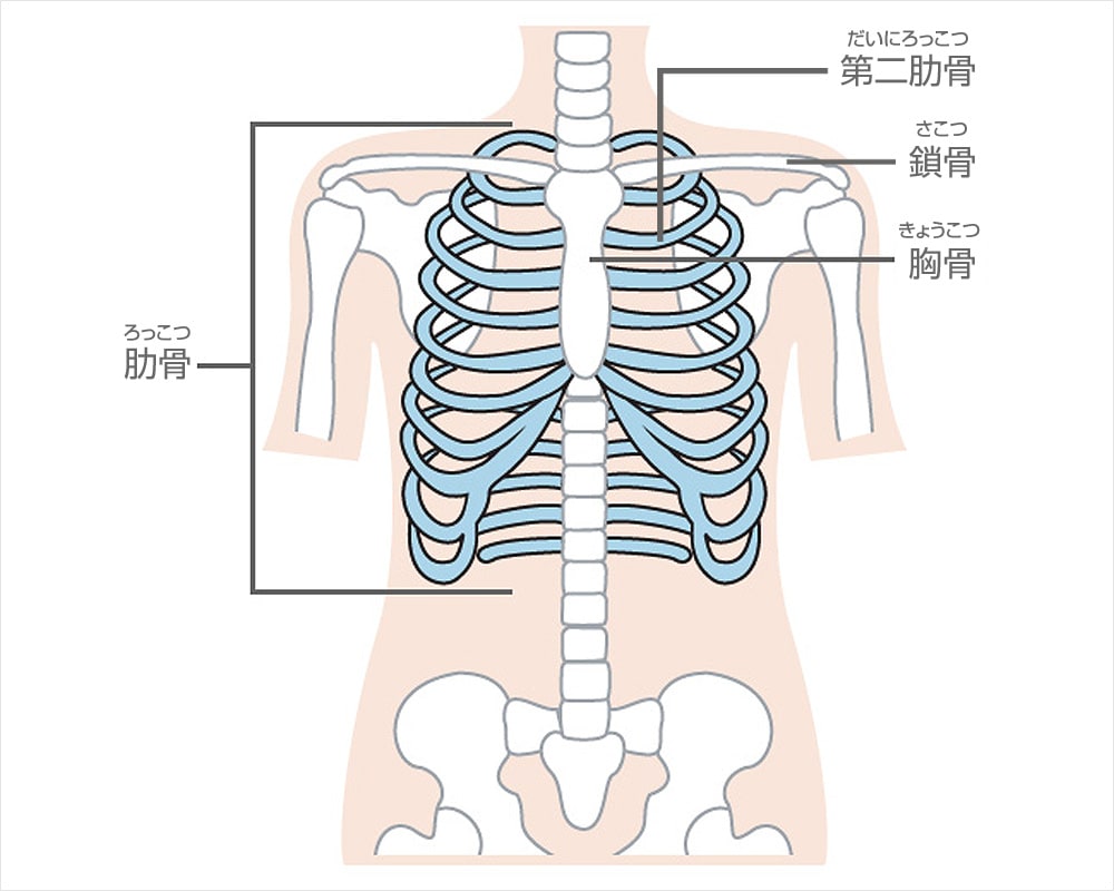 第2肋骨