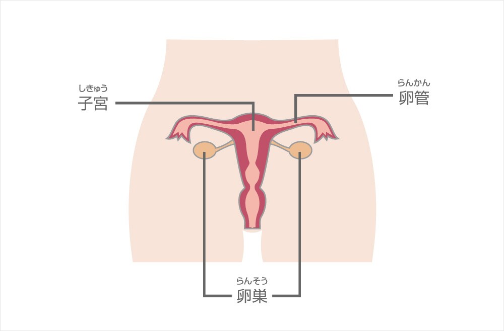 卵巣、卵管、子宮
