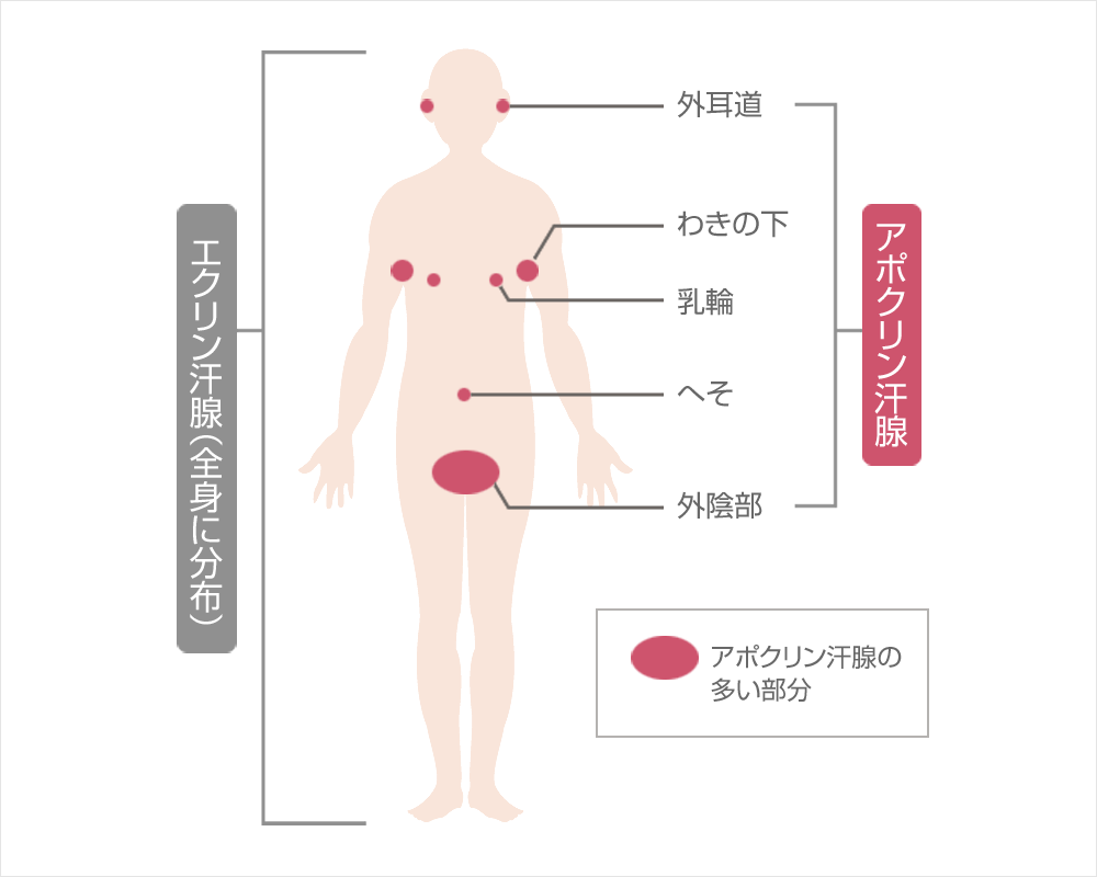 エクリン汗腺とアポクリン汗腺