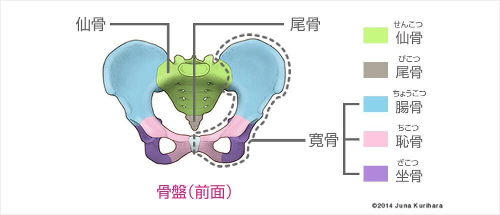 骨盤（全面）