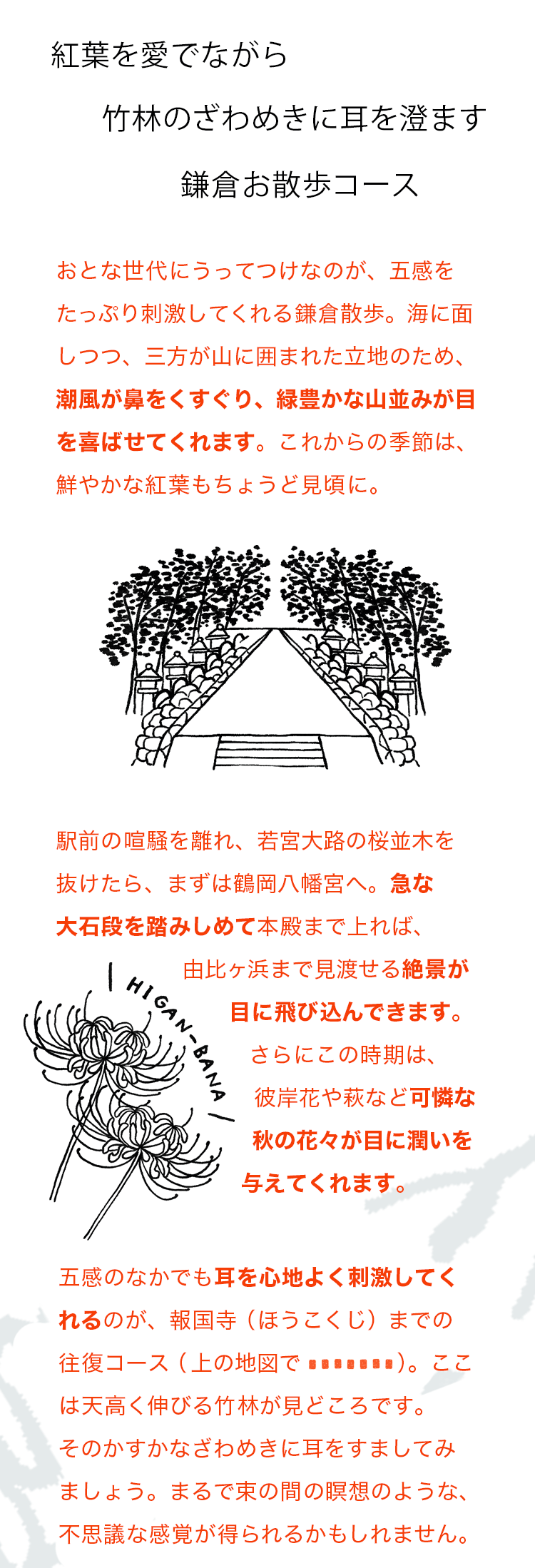 紅葉を愛でながら竹林のざわめきに耳を澄ます鎌倉お散歩コース　おとな世代にうってつけなのが、五感をたっぷり刺激してくれる鎌倉散歩。海に面しつつ、三方が山に囲まれた立地のため、潮風が鼻をくすぐり、緑豊かな山並みが目を喜ばせてくれます。これからの季節は、鮮やかな紅葉もちょうど見頃に。駅前の喧騒を離れ、若宮大路の桜並木を抜けたら、まずは鶴岡八幡宮へ。急な大石段を踏みしめて本殿まで上れば、由比ヶ浜まで見渡せる絶景が目に飛び込んできます。さらにこの時期は、彼岸花や萩など可憐な秋の花々が目に潤いを与えてくれます。五感のなかでも耳を心地よく刺激してくれるのが、報国寺（ほうこくじ）までの往復コース。ここは天高く伸びる竹林が見どころです。そのかすかなざわめきに耳をすましてみましょう。まるで束の間の瞑想のような、不思議な感覚が得られるかもしれません。