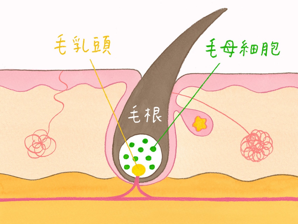 加齢とともにヘアに起こっていることとは？