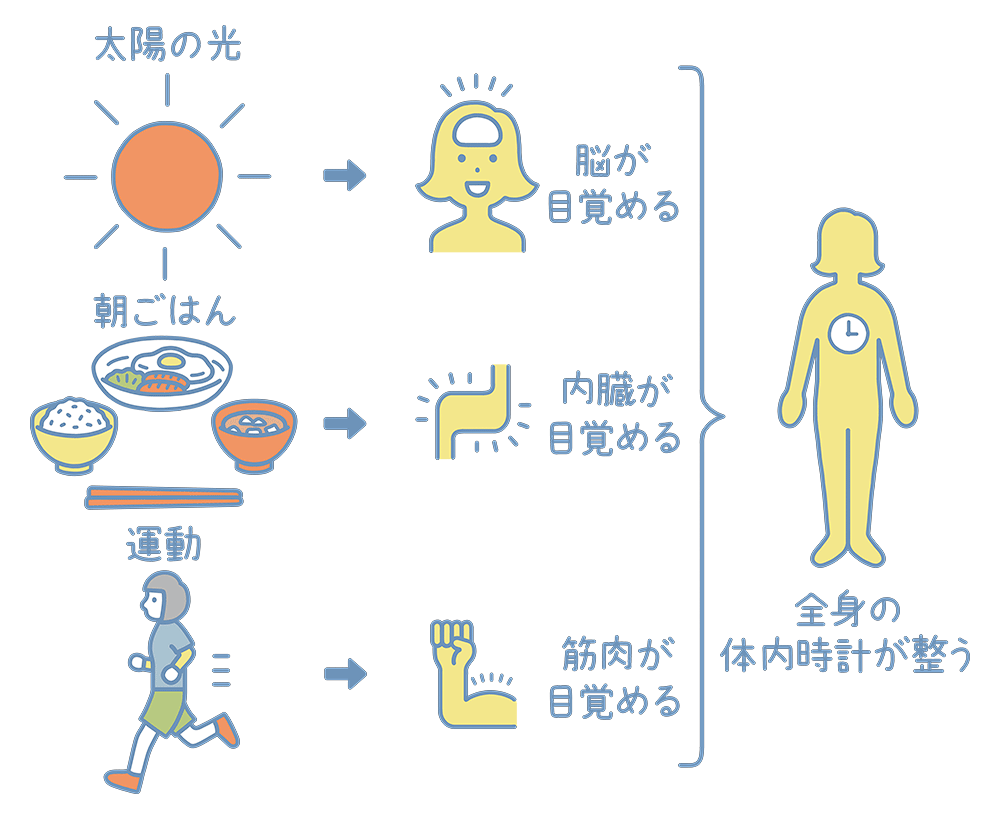 朝食が健康の源である体内時計を整えてくれる